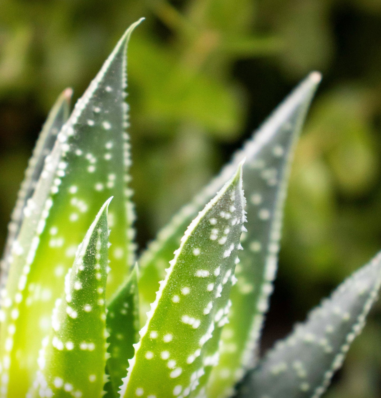 Aloe Vera & Cucumber 260g Amber