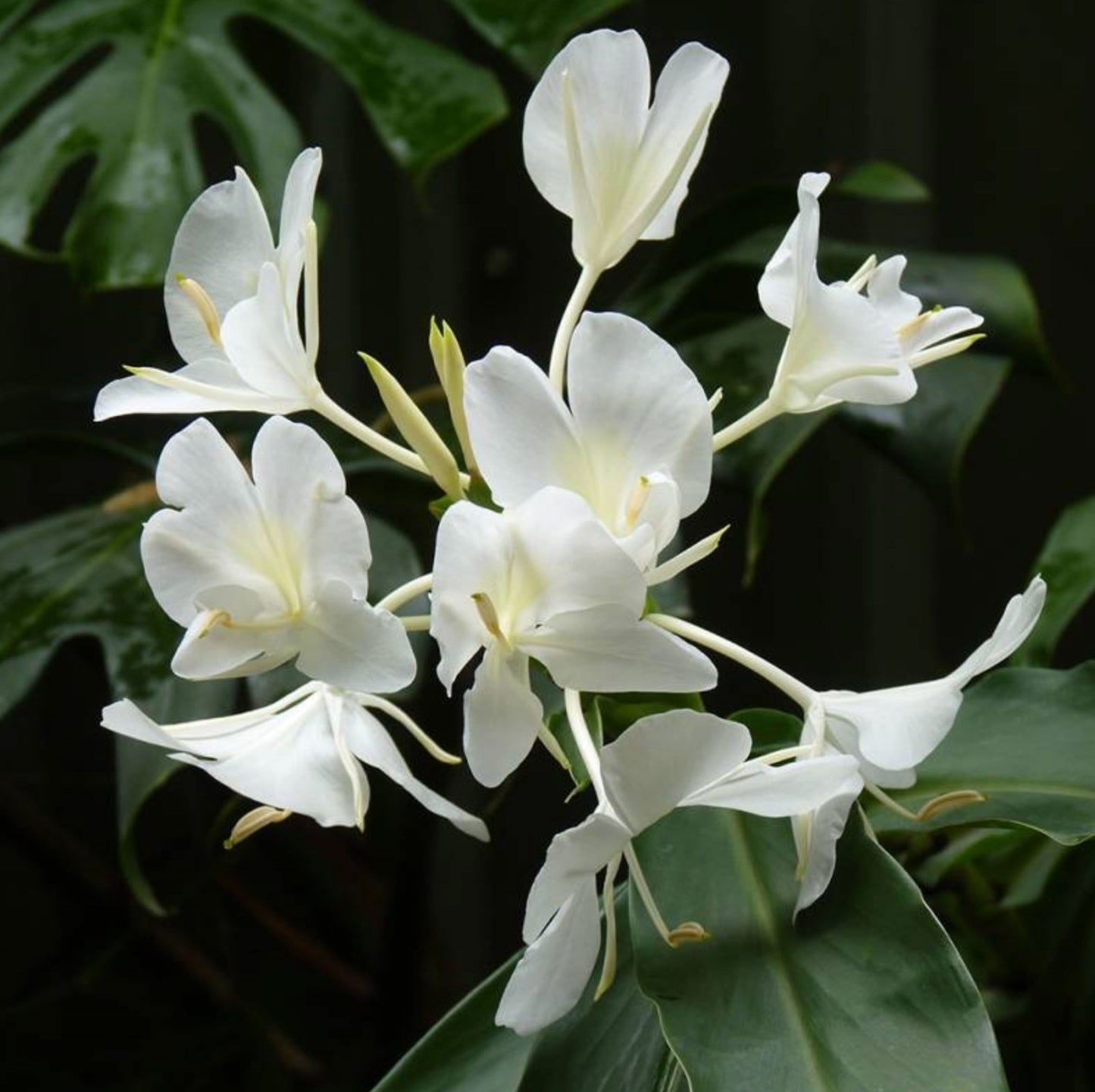 Amber & Ginger Lily 260g Amber